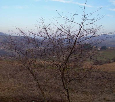 amarena.jpg (117.46 KiB) Osservato 658 volte amarena.jpg