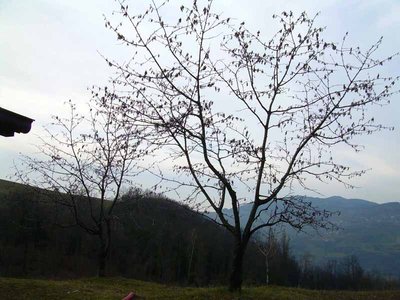 ciliegi.jpg (115.06 KiB) Osservato 658 volte ciliegi.jpg