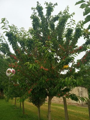 IMG-20190608-WA0002.jpg (145.27 KiB) Osservato 786 volte IMG-20190608-WA0002.jpg