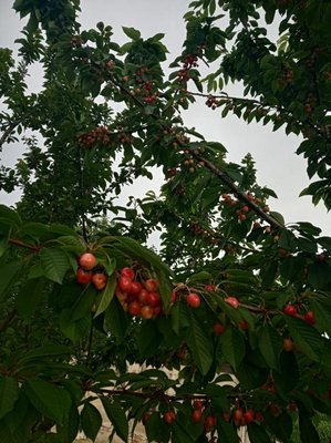 IMG-20190608-WA0001.jpg (133.47 KiB) Osservato 785 volte IMG-20190608-WA0001.jpg