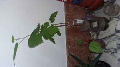 20190709_100822.jpg (57.85 KiB) Osservato 466 volte 20190709_100822.jpg