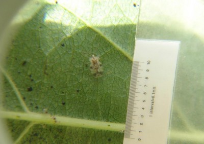 tingide - melo ornam..JPG (70.63 KiB) Osservato 497 volte tingide - melo ornam..JPG