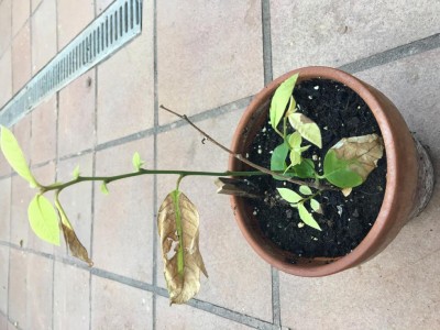 IMG_8155.JPG (105.67 KiB) Osservato 409 volte IMG_8155.JPG