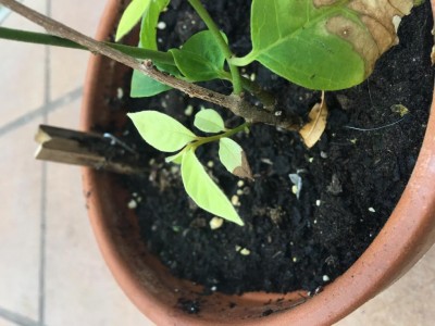 IMG_8157.JPG (84.66 KiB) Osservato 409 volte IMG_8157.JPG