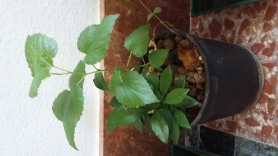 20190927_100432.jpg (57.34 KiB) Osservato 432 volte 20190927_100432.jpg