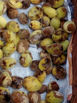 IMG_20190930_151312.jpg (159.21 KiB) Osservato 427 volte IMG_20190930_151312.jpg