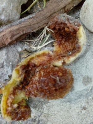 IMG_20190930_151442.jpg (99.36 KiB) Osservato 427 volte IMG_20190930_151442.jpg