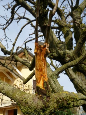 P1010727.JPG (139.25 KiB) Osservato 552 volte P1010727.JPG