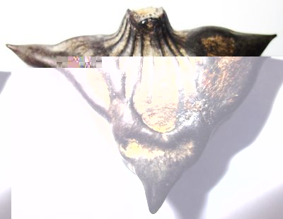 Portafortuna.jpg (69.37 KiB) Osservato 615 volte Portafortuna.jpg