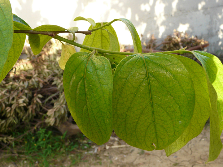 P1030681 bis.jpg P1030681 bis.jpg