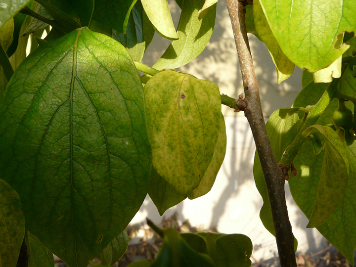 P1030682 bis.jpg P1030682 bis.jpg