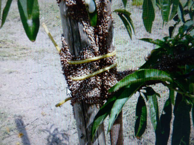 lumachine.JPG lumachine.JPG