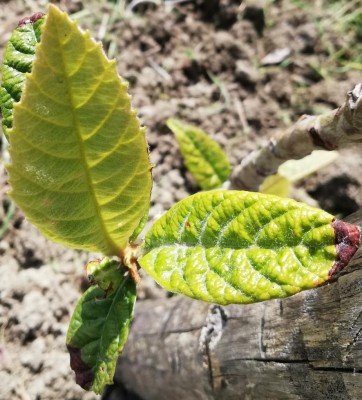 IMG_20200330_122431~2.jpg (135.58 KiB) Osservato 382 volte IMG_20200330_122431~2.jpg