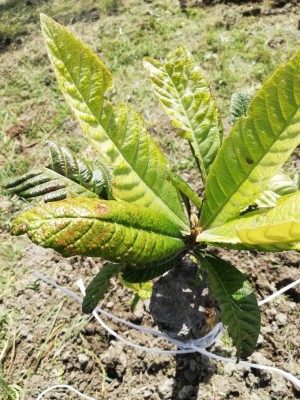 IMG_20200330_122423.jpg (162.52 KiB) Osservato 382 volte IMG_20200330_122423.jpg