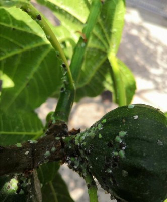 Psilla del fico - ninfe.jpg (73.64 KiB) Osservato 381 volte Psilla del fico - ninfe.jpg