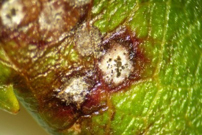 resize melo acervula (Colletrotrichum sp.).jpg (118.06 KiB) Osservato 937 volte resize melo acervula (Colletrotrichum sp.).jpg
