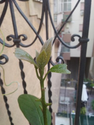 IMG_20200915_180651.jpg (61.3 KiB) Osservato 450 volte IMG_20200915_180651.jpg