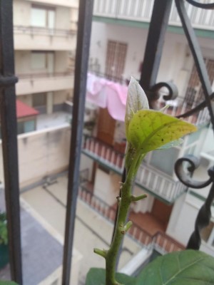 IMG_20200915_181535.jpg (58.22 KiB) Osservato 450 volte IMG_20200915_181535.jpg