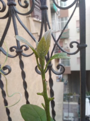 IMG_20200915_180759.jpg (65.17 KiB) Osservato 450 volte IMG_20200915_180759.jpg