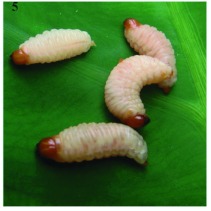 Aclees-sp-larvae-High-quality-figures-are-available-online.jpg