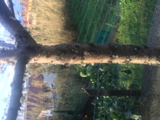 Pesco 1 IMG_9310.JPG Pesco 1 IMG_9310.JPG