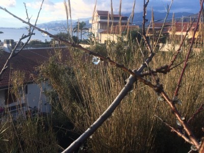 pesco 3 IMG_9250.JPG (183.99 KiB) Osservato 560 volte pesco 3 IMG_9250.JPG