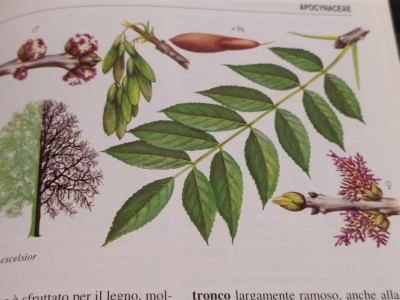 fraxinus excelsior (1).jpg (81.4 KiB) Osservato 763 volte fraxinus excelsior (1).jpg