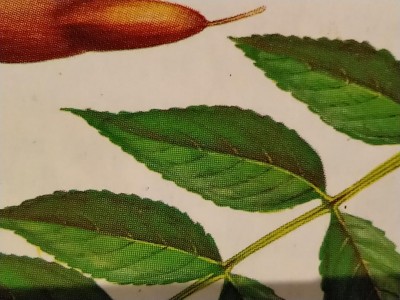 fraxinus excelsior(2).jpg (105.49 KiB) Osservato 567 volte fraxinus excelsior(2).jpg