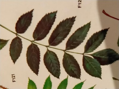 fraxinus excelsior (3).jpg (50.27 KiB) Osservato 763 volte fraxinus excelsior (3).jpg
