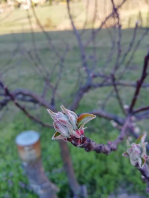 IMG_20210322_174525.jpg (53.82 KiB) Osservato 469 volte IMG_20210322_174525.jpg