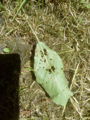 Ciliegio (2).jpg (158.53 KiB) Osservato 850 volte Ciliegio (2).jpg
