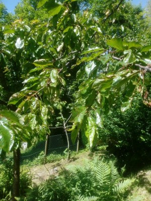 Ciliegio. d.jpg (198.33 KiB) Osservato 850 volte Ciliegio. d.jpg