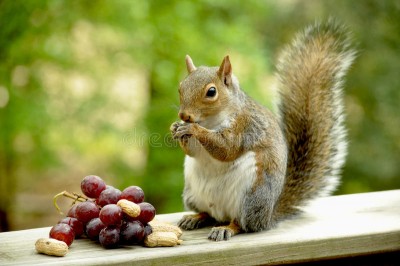 scoiattolo-grigio-uva.jpg
