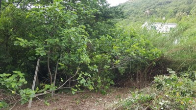 fichi.jpg (172.06 KiB) Osservato 964 volte fichi.jpg