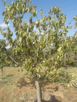 CILIGIO.jpg (197.67 KiB) Osservato 427 volte CILIGIO.jpg