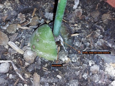 seme avocado.jpg (222.15 KiB) Osservato 904 volte seme avocado.jpg