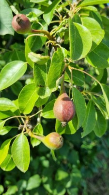 2022-05-16 11.20.25.jpg (82.26 KiB) Osservato 572 volte 2022-05-16 11.20.25.jpg