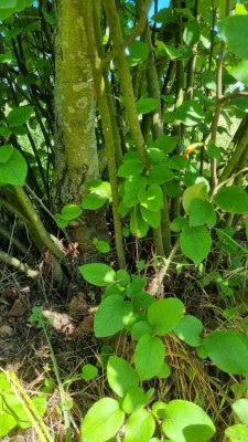 photo_2022-05-16 11.20.59.jpeg (124.13 KiB) Osservato 572 volte photo_2022-05-16 11.20.59.jpeg