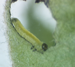 California pear sawfly larva.jpg