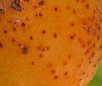 apricot-coryneum.jpg