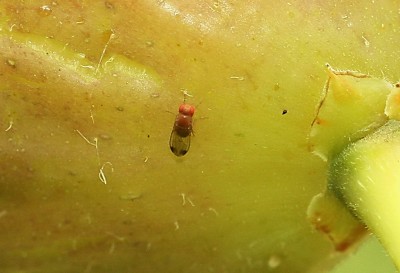 Drosophila suzukii - maschio.JPG