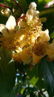 IMG_20220621_175125.jpg (58.31 KiB) Osservato 774 volte IMG_20220621_175125.jpg