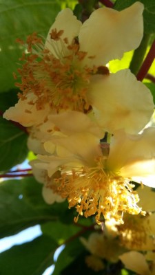 IMG_20220621_175139.jpg (49.96 KiB) Osservato 774 volte IMG_20220621_175139.jpg