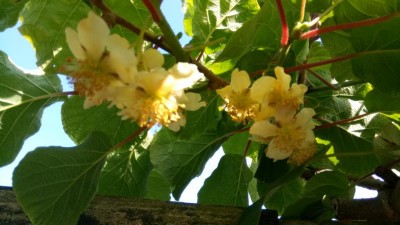 IMG_20220621_175145.jpg (77.54 KiB) Osservato 774 volte IMG_20220621_175145.jpg