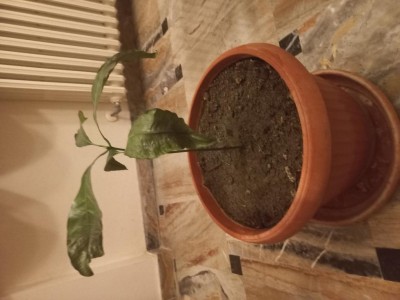 20230303_190452.jpg (70.01 KiB) Osservato 488 volte 20230303_190452.jpg