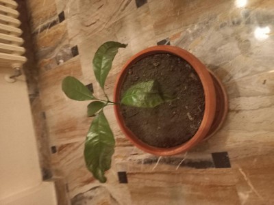 20230303_190447.jpg (70.76 KiB) Osservato 488 volte 20230303_190447.jpg