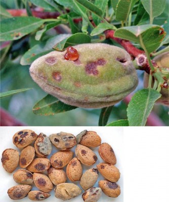 Xanthomonas sintomi su frutto mandorla.jpg (113.54 KiB) Osservato 545 volte Xanthomonas sintomi su frutto mandorla.jpg