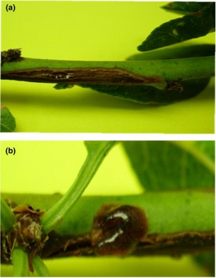 Xanthomonas sintomi su rametti mandorlo.jpg (58.74 KiB) Osservato 708 volte Xanthomonas sintomi su rametti mandorlo.jpg