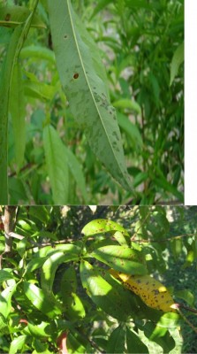 Xanthomonas sintomi su foglia pesco.jpg (80.05 KiB) Osservato 708 volte Xanthomonas sintomi su foglia pesco.jpg