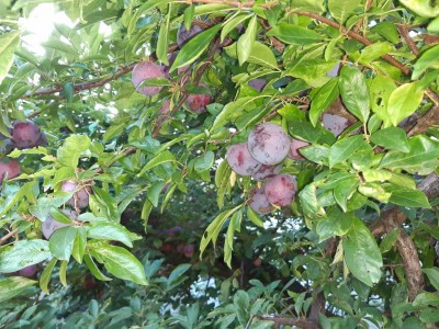 1.jpg (175.29 KiB) Osservato 680 volte 1.jpg